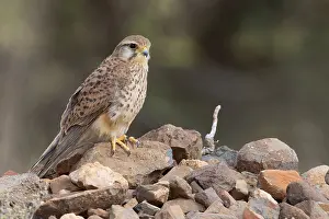 Wildlife In Africa Prints: Alexander's Kestrel