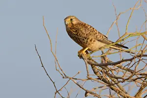 Falco Tinnunculus Species Prints: Alexander's Kestrel