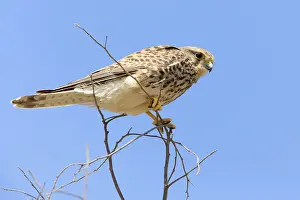 African Raptors Prints: Alexander's Kestrel