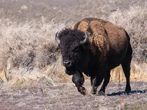 US Wild Animals Prints: American, bison; Bison bison