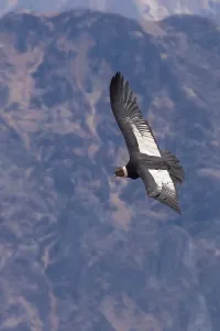Peruvian Bird Species Prints: Andean Condor