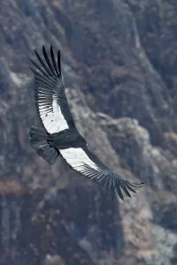 Canyon Landscape Photography Prints: Andean Condor