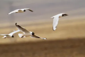 Peruvian Seabirds Prints: Andean Gull