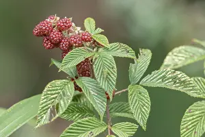 South American Flora Prints: Andean Raspberry