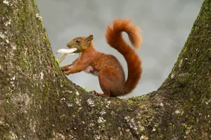 South America Mammals Prints: Andean squirrel, Sciurus pucheranii