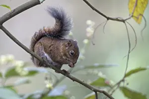 South American Mammal Prints: Andean Squirrel (Sciurus pucheranii)