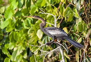 Wildlife In South America Prints: Anhinga, Anhinga anhinga