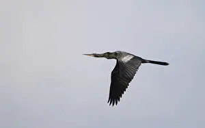 Anhinga Bird Prints: Anhinga, Anhinga anhinga
