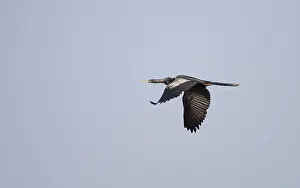 Anhinga Bird Prints: Anhinga, Anhinga anhinga