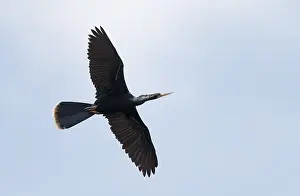 USA Bird Photography Prints: Anhinga, Anhinga anhinga