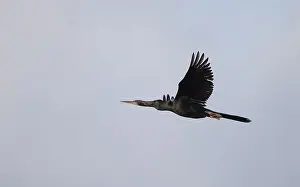 USA Bird Photography Prints: Anhinga, Anhinga anhinga