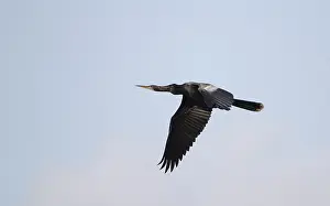 Anhinga Bird Prints: Anhinga, Anhinga anhinga