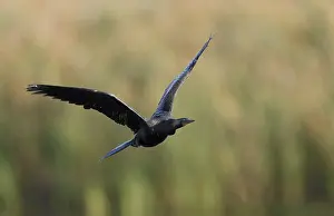 Anhinga Bird Prints: Anhinga, Anhinga anhinga