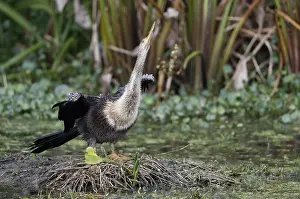 USA Bird Species Prints: Anhinga, Anhinga anhinga