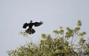 Anhinga Bird Prints: Anhinga, Anhinga anhinga