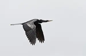 Anhinga Bird Prints: Anhinga, Anhinga anhinga