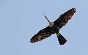 Anhinga Bird Prints: Anhinga, Anhinga anhinga