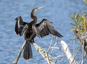 Anhinga Bird Prints: Anhinga, Anhinga anhinga