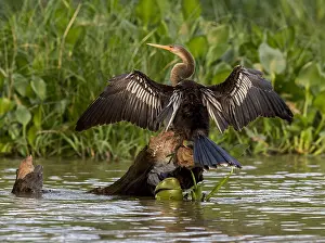 Wetland Bird Prints: Anhinga, Anhinga anhinga anhinga