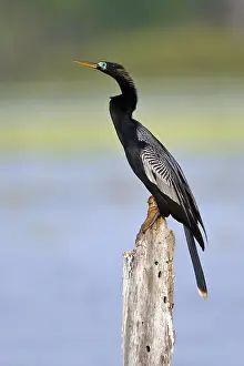 Anhinga Bird Prints: Anhinga, Anhinga anhinga leucogaster
