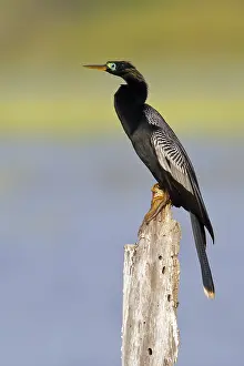 Anhinga Bird Prints: Anhinga, Anhinga anhinga leucogaster