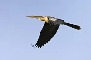 Anhinga Bird Prints: Anhinga, Anhinga anhinga leucogaster