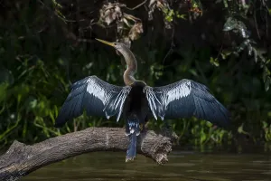 Anhinga Bird Prints: An Anhinga, Anhinga anhinga, perching on a branch