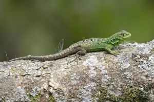 Reptile Species Prints: Anolis biporcatus