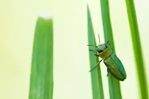Beetle Species Identification Prints: Anthaxia nitidula