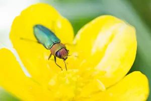 Macro Beetle Photography Prints: Anthaxia nitidula