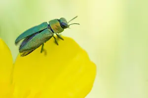 Macro Beetle Photography Prints: Anthaxia nitidula