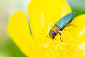 Macro Beetle Photography Prints: Anthaxia nitidula