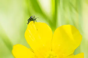 Macro Beetle Photography Prints: Anthaxia nitidula