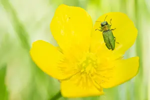 Macro Photography Of Insects Prints: Anthaxia nitidula