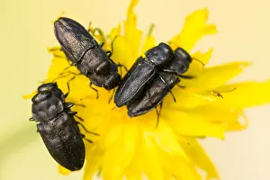 Beetle Species Identification Prints: Anthaxia quadripunctata