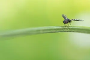 Diptera Insects Prints: Anthrax varius