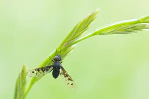 Diptera Insects Prints: Anthrax varius