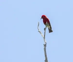 North American Birds Prints: Apapane, Himatione sanguinea