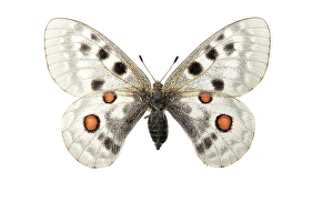 Apollo Butterfly Print