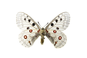 White Butterflies In Nature Prints: Apollo; Parnassius apollo