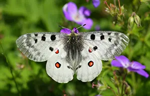 Apollo Butterfly Prints: Apollo Parnassius apollo