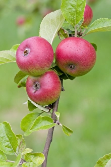Plant Photography Prints: Appel, Apple