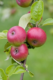 Apple Tree Prints: Appel, Apple