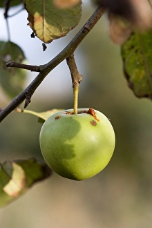 Harvest Season Photography Prints: Appel, Apple