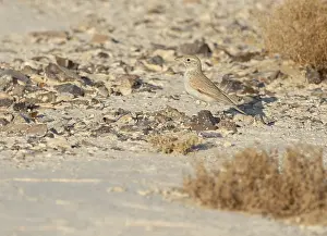 Arabian Lark Print - Negev, Israel