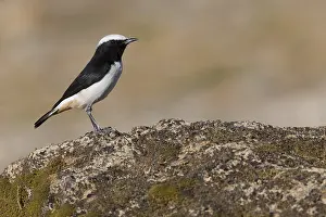 Passeriformes Birds Prints: Arabian Wheatear