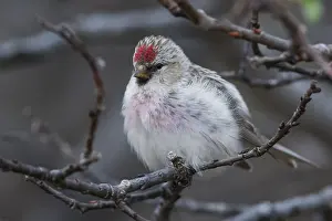 Bird Species In Europe Prints: Arctic Redpoll
