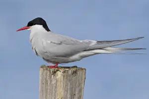 Arctic Tern Prints: Arctic Tern
