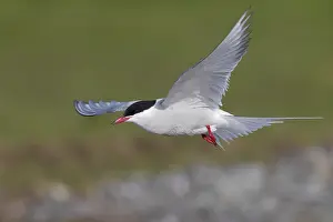 Arctic Tern Prints: Arctic Tern