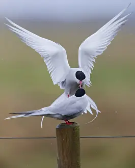 Arctic Tern Prints: Arctic Tern